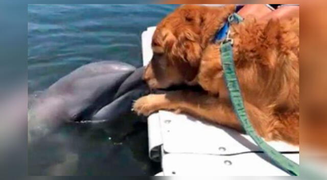 Un perro y un delfín protagonizan tierno reencuentro