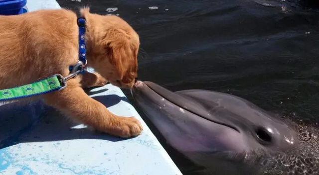 Un perro y un delfín protagonizan tierno reencuentro