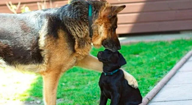 El can protagonizó un conmovedor momento por su amigo.