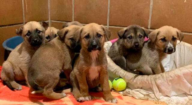 El joven les construyó una mansión a los perritos sin hogar