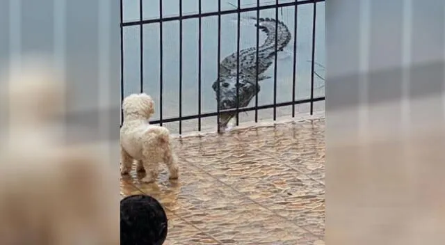 El perro y el cococdrilo protagonizaron tenso momento.