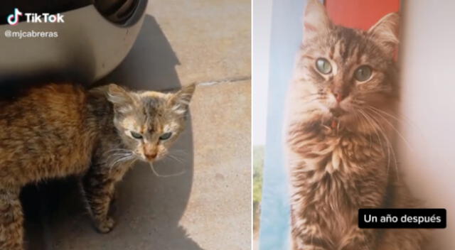 La gatita logró ser operada gracias a la colaboración de los voluntarios.