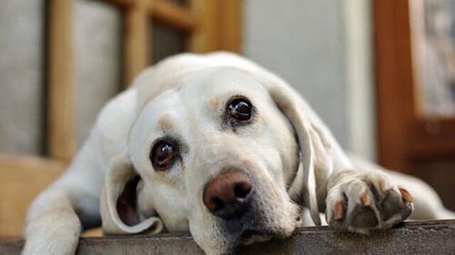 Perrito llora desconsoladamente al creer que su amigo estaba muerto.