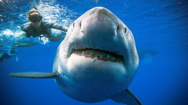 El sujeto nadó más de tres kilómetros en una zona repleta de tiburones. Se pudo salvar de morir, pero perdió lo que mas amaba en el accidente.