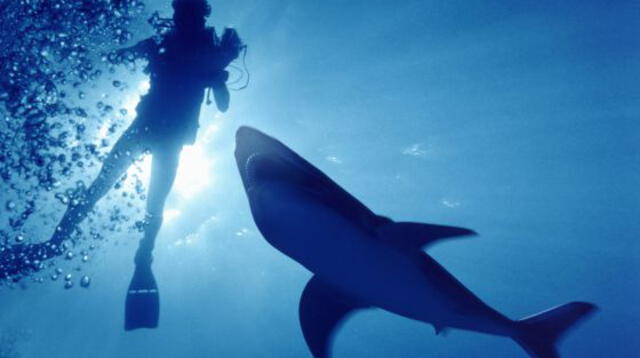 Australiano tuvo que nadar con tiburones tras accidente en medio del mar.