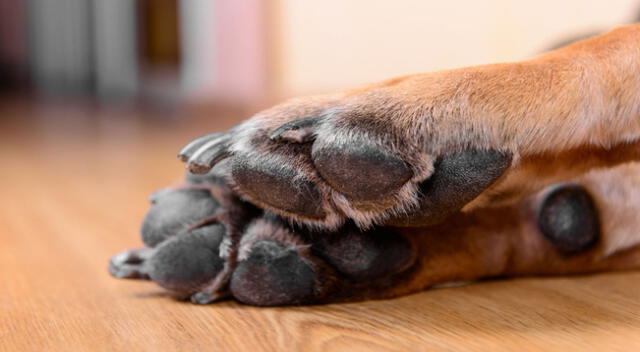 Historia del perro conmovió a todos en las redes sociales.