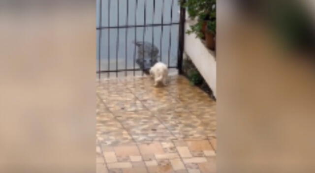 El perro y el cococdrilo protagonizaron tenso momento.