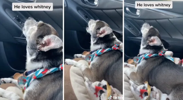 El video del perrito se convirtió en viral de TikTok.