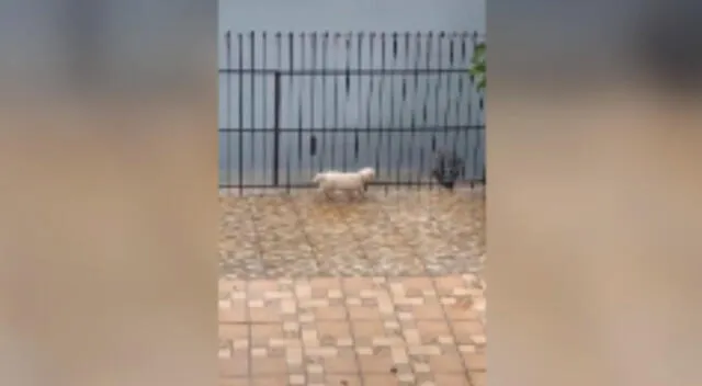 El perro y el cococdrilo protagonizaron tenso momento.