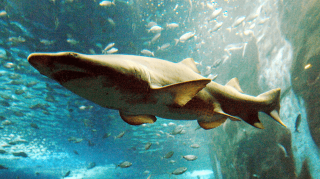 Hombre salva de morir tras nadar con tiburones por 4 horas