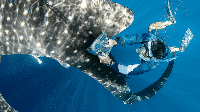 Hombre salva de morir tras nadar con tiburones por 4 horas