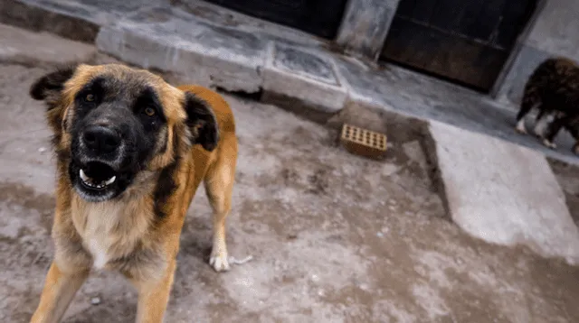 Perrito llora desconsoladamente al creer que su amigo estaba muerto