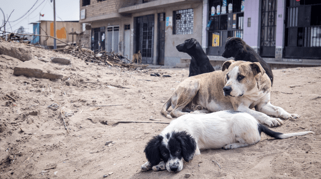 Perrito llora desconsoladamente al creer que su amigo estaba muerto