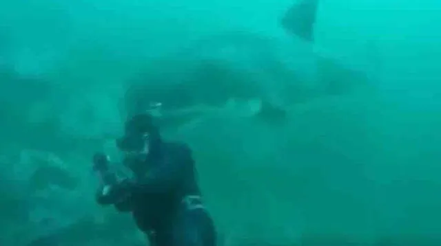 Hombre salva de morir tras nadar con tiburones por 4 horas