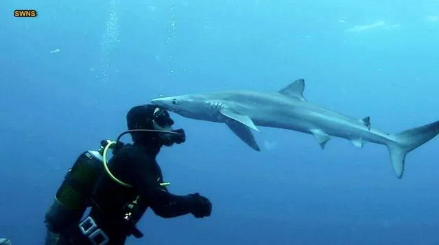 Hombre salva de morir tras nadar con tiburones por 4 horas