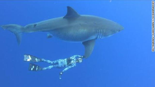 Hombre salva de morir tras nadar con tiburones por 4 horas