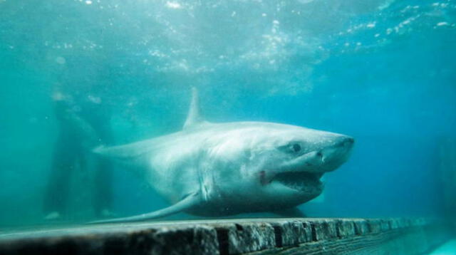 Hombre salva de morir tras nadar con tiburones por 4 horas