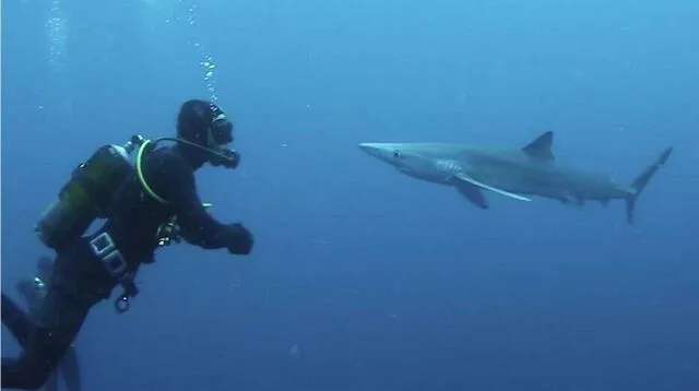 Hombre salva de morir tras nadar con tiburones por 4 horas