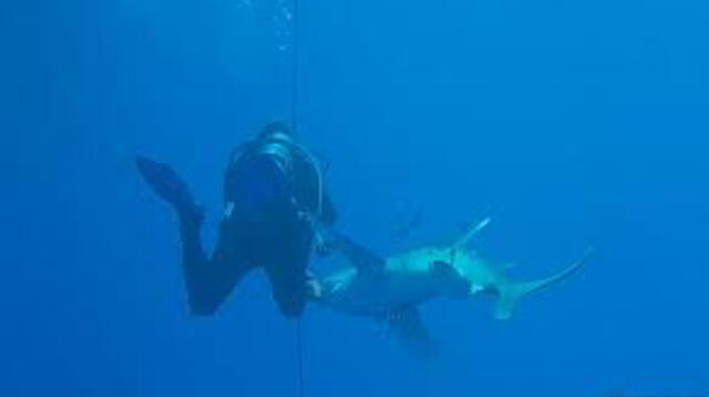 Hombre salva de morir tras nadar con tiburones por 4 horas