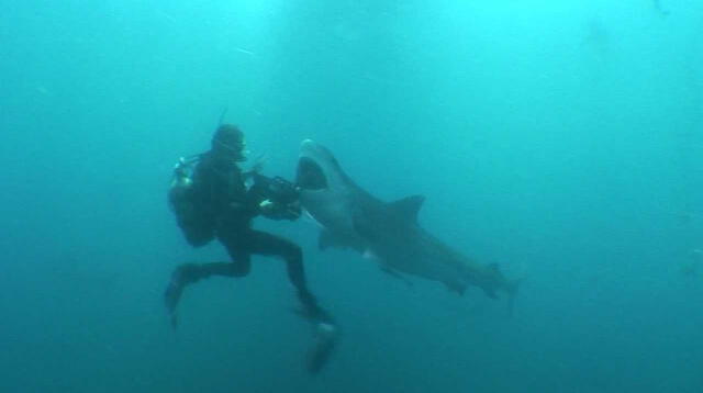 Hombre salva de morir tras nadar con tiburones por 4 horas