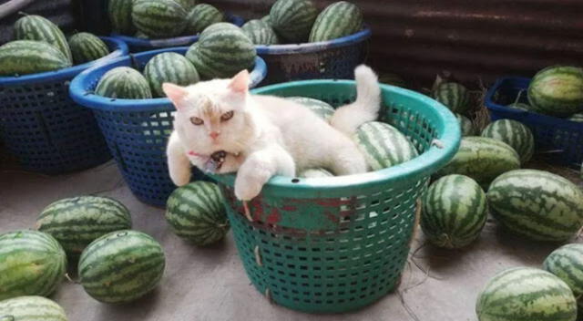 El gatito se ha ganado el respeto de todos los trabajadores del pueblo ubicado en Tailandia.