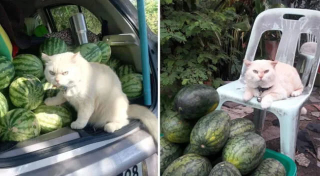 El gatito siempre luce enojado, pero su dueña afirma es el más tierno.