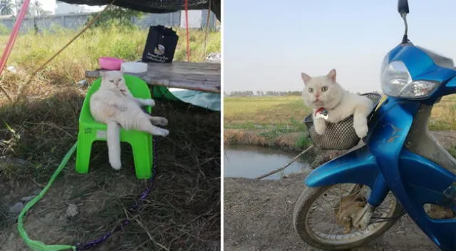 El gatito se ha ganado el respeto de todos los trabajadores del pueblo ubicado en Tailandia.