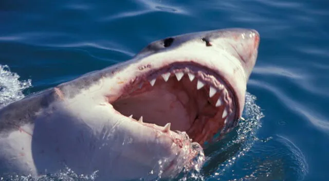 El australiano tuvo que nadar con tiburones tras accidente en medio del mar.