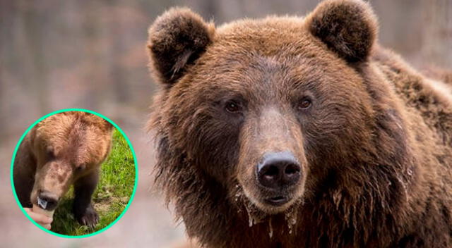 Oso protagonizó un tenso momento con un joven por un helado.