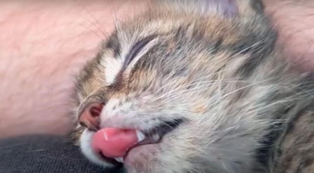 Gato se volvió viral por su manera tan peculiar de dormir.