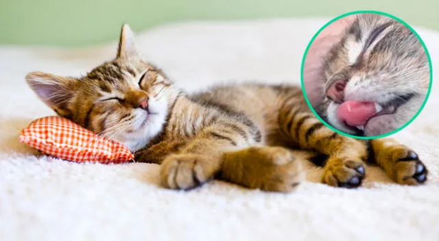 Gato se volvió viral por su manera tan peculiar de dormir.