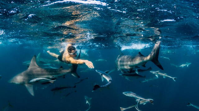 Ryan Oostryck ha ganado fama al sobrevivir a un ataque de tiburones para salvar su vida. Lamentablemente, tuvo que abandonar los cuerpos de sus padres en el océano.