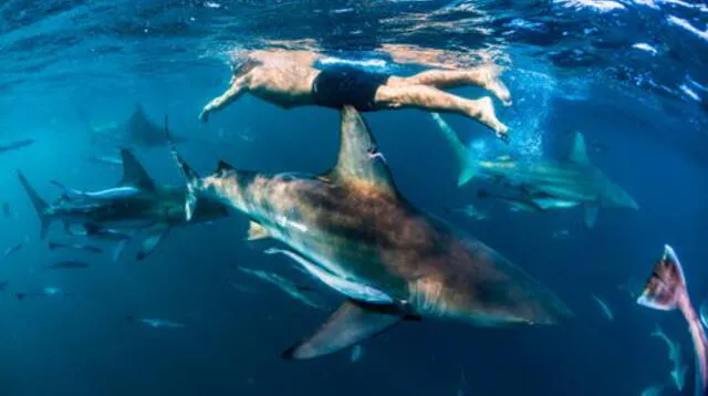 Ryan Oostryck es el australiano que ganó fama por sobrevivir en el mar, donde tuvo un accidente y tuvo que nadar junto a tiburones. Sus padres no tuvieron la misma suerte y fallecieron.