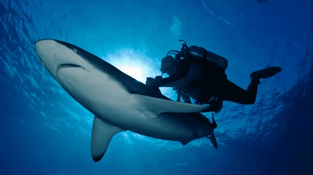 Un australiano nadó por horas junto a tiburones en el mar de Coral Bay, tras quedar varado a causa de un accidente con su barco.