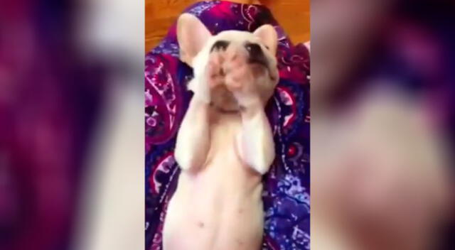 Perrito aplaude al escuchar cantar a su dueña y enternece las redes sociales