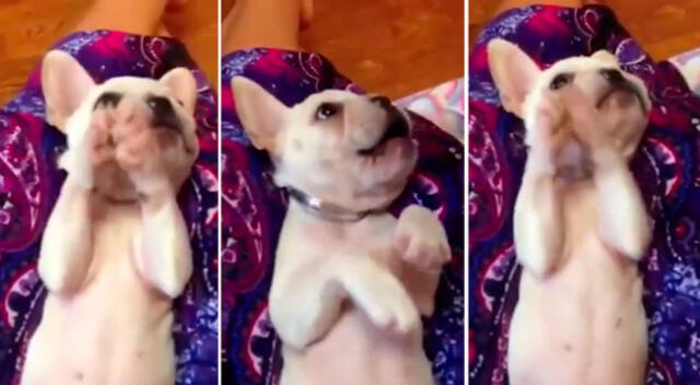 Perrito aplaude al escuchar cantar a su dueña y enternece las redes sociales