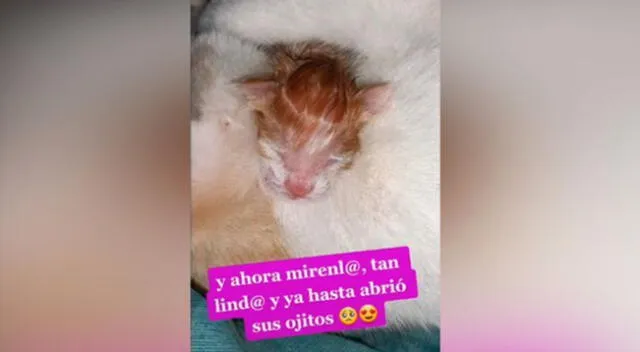 El gatito bebé se estaba ahogando al nacer.