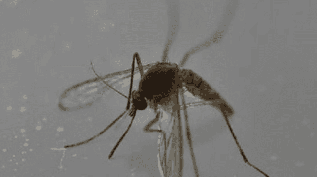 La OMS considera al virus del zika como enfermedad de riesgo para la salud pública.
