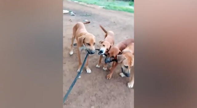 Los perritos hicieron los imposible para dejar libre a su mamá.