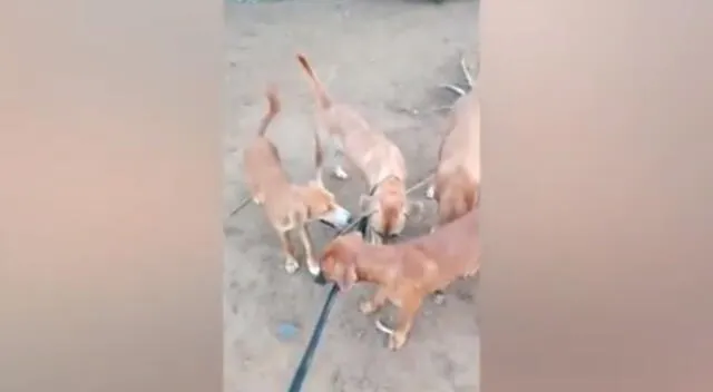 Los perritos hicieron los imposible para dejar libre a su mamá.