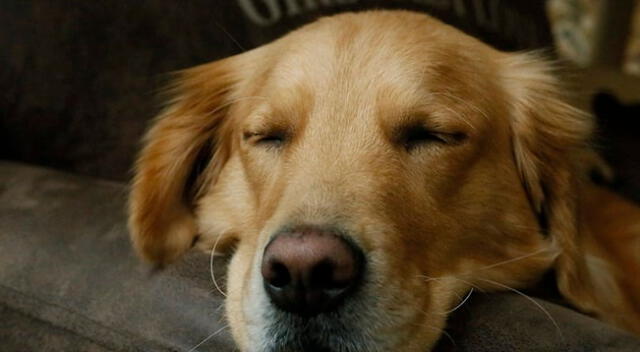 Video del perrito haciendo de las suyas mientras duerme asombra a más de uno.