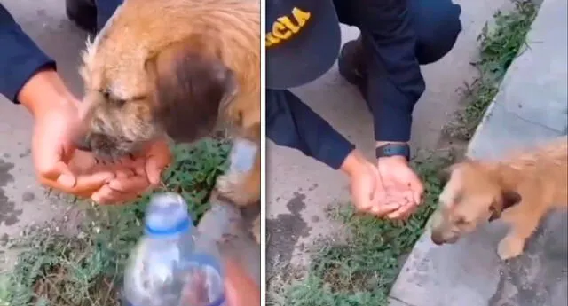 Mira el noble gesto del policía con un perrito.