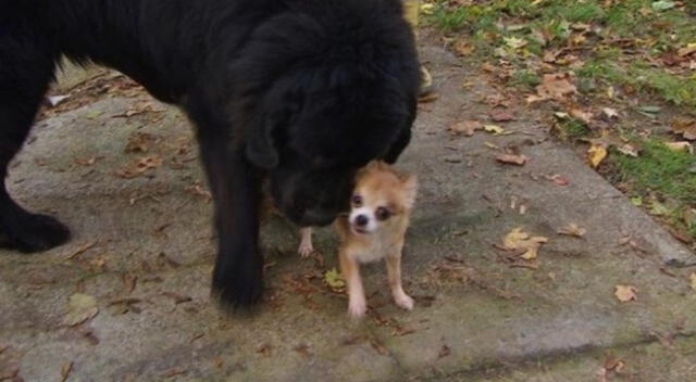 La perrita alertó a su dueña con sus ladridos y chillidos.