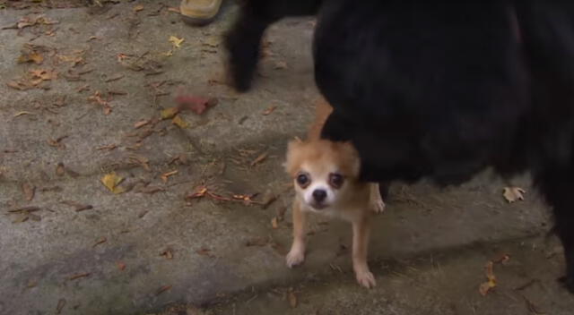 La perrita alertó a su dueña con sus ladridos y chillidos.