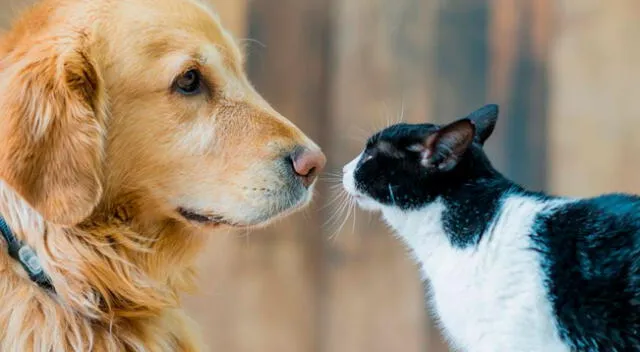 El curioso salto de un gato para escapar de un perro que lo estaba acorralando.