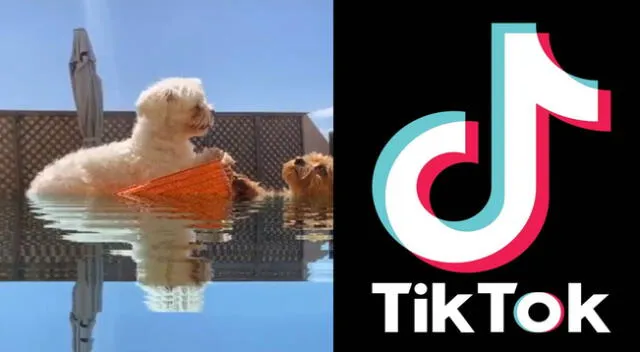 Peculiar TikTok de los perros en un éxito en esta cuarentena.