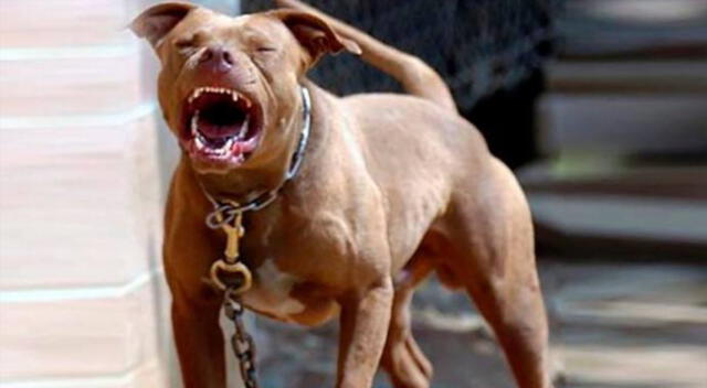 La curiosa respuesta de un joven para defender a su perro pitbull.