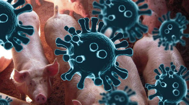 Nueva cepa de virus de gripe en cerdos amenaza con ser pandemia.