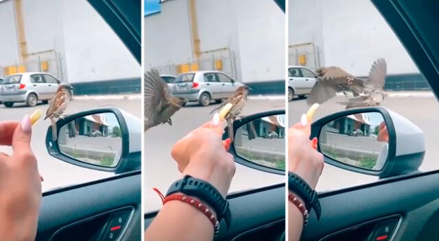 Joven presenció la ‘patada voladora’ de un ave para robarle la comida a otra