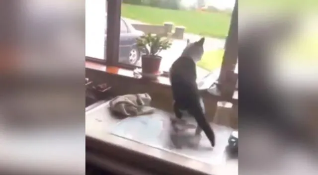 El gato logró escapar del enorme perro haciendo un curioso salto.